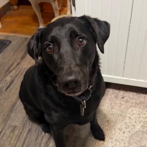 Jensen, Retriever, Black Labrador, adult, available for adoption