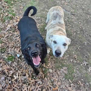 Two dogs, one black and one brindle and white, looking up at the camera outdoors.