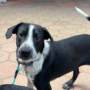 Charlie, Mixed Breed (Medium), young, available for adoption