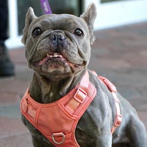Maisie, Bulldog, French, adult, available for adoption