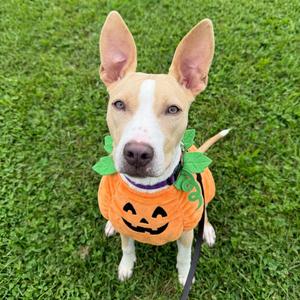 Blanche, Mixed Breed (Large), young, available for adoption