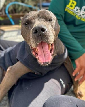 Freya, Pit Bull Terrier, adult, available for adoption