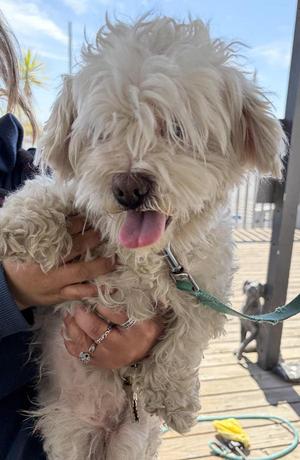 Phil Collins, Shih Tzu, adult, available for adoption