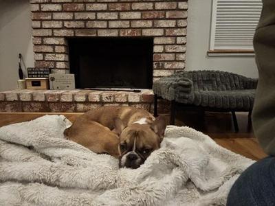 Frankie Says Relax, French Bulldog, adult, available for adoption