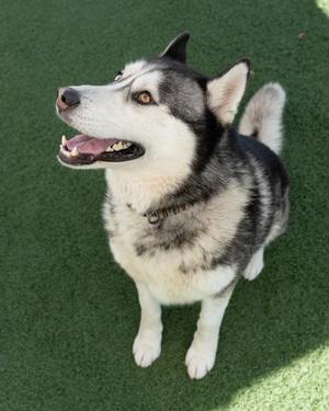 Max, Siberian Husky, adult, available for adoption