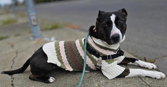 Darlene, Bull Terrier, senior, available for adoption
