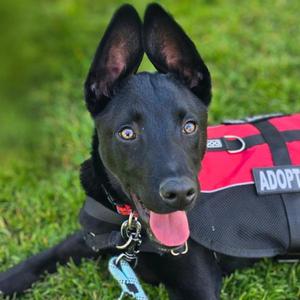 Paxton, Doberman Pinscher, young, available for adoption