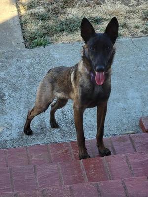 A dog standing on a set of stairs