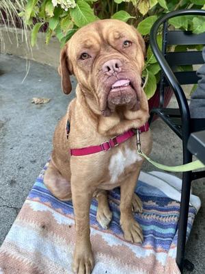 Raspberry, Dogue de Bordeaux / Mastiff, adult, available for adoption