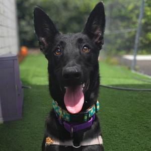 Kiva, Shepherd, adult, available for adoption