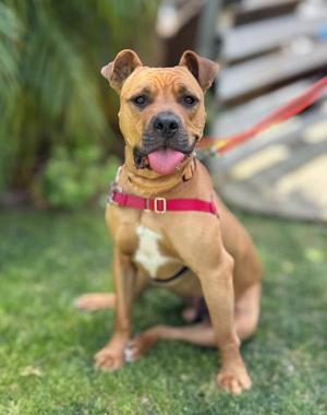 Luffy, Pit Bull Terrier / Shar-Pei, adult, available for adoption