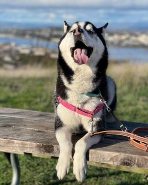 Elvis, Siberian Husky, adult, available for adoption
