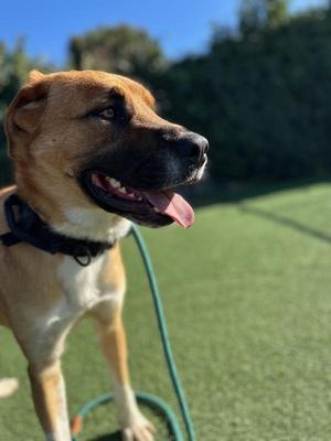 Winston, German Shepherd Dog, adult, available for adoption