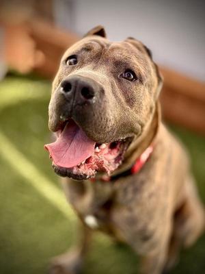 Bosa, Cane Corso, adult, available for adoption