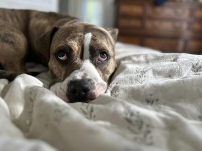 Barkley, Pit Bull Terrier, adult, available for adoption