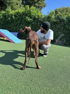 Sasha, Doberman Pinscher, adult, available for adoption