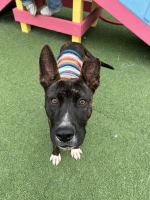 Chips, Pit Bull Terrier, young, available for adoption