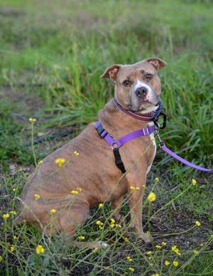 Sakura, Pit Bull Terrier, adult, available for adoption