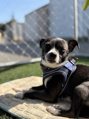 Ranni, Chihuahua, adult, available for adoption