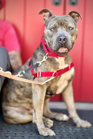 Lincoln, Pit Bull Terrier, adult, available for adoption