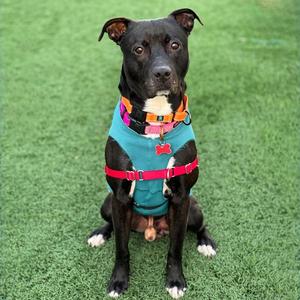 Cisco, Labrador Retriever / Pit Bull Terrier, adult, available for adoption