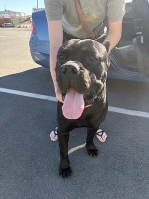 A black dog with a pink tongue sticking out, standing on a paved surface next to a person and a blue car.