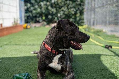 Bubba, Pit Bull Terrier, adult, available for adoption