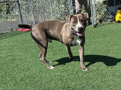 Moose, Pit Bull Terrier / Labrador Retriever, adult, available for adoption
