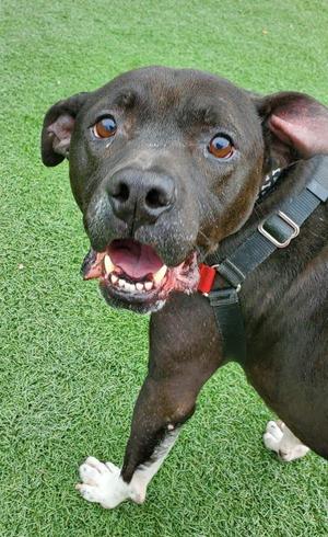 Joker, Pit Bull Terrier, senior, available for adoption
