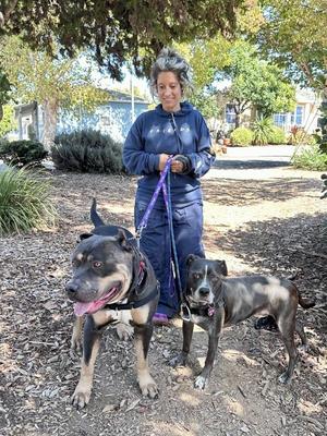 Meatloaf, Pit Bull Terrier, adult, available for adoption