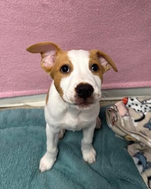 A brown and white puppy sitting on a blue blanket with a pink wall in the background.