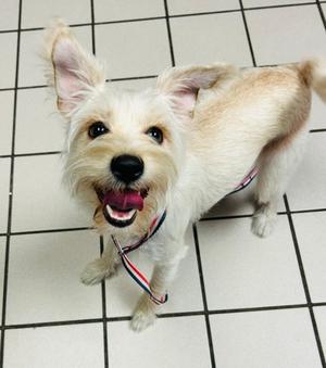 A small white dog with perked-up ears and a red, white, and blue collar is standing on a tiled floor, looking up with its mouth open and tongue out.