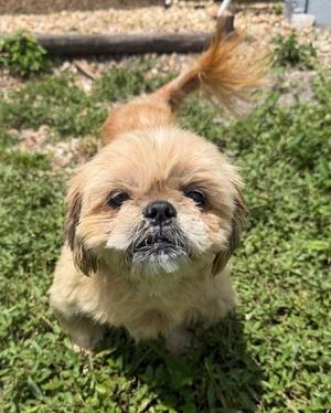 Muffy, Mixed Breed, senior, available for adoption