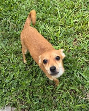 Scribble, Mixed Breed, puppy, available for adoption