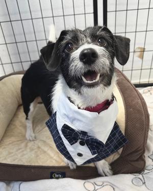 Sammie, Mixed Breed, adult, available for adoption