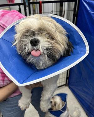 Bill, Mixed Breed, young, available for adoption