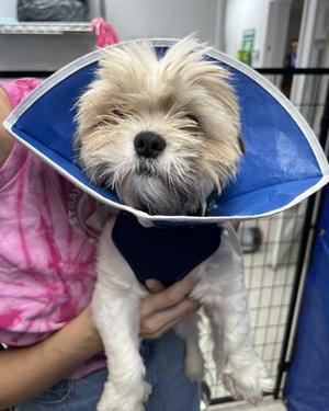 Ted, Mixed Breed, young, available for adoption