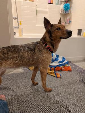 Prim, Cattle Dog, young, available for adoption