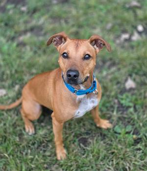 A brown dog with a blue collar sitting on grass