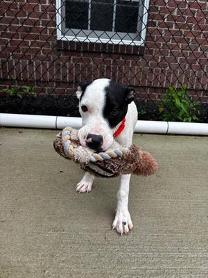 Lefty, Terrier, puppy, available for adoption