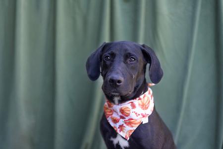 A black dog wearing a bandana with a pumpkin pattern, standing in front of a green curtain.