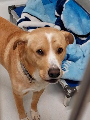 Buster / Baxter, German Shepherd Dog/Mixed Breed, adult, available for adoption