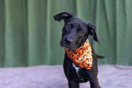 Cassie, Labrador Retriever/Hound, puppy, available for adoption