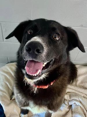 Draco, Labrador Retriever, adult, available for adoption