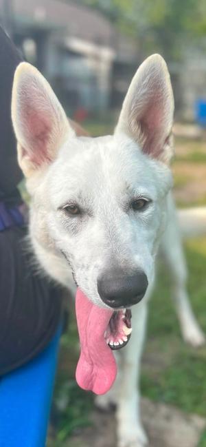 A white dog with its tongue out, standing outdoors.