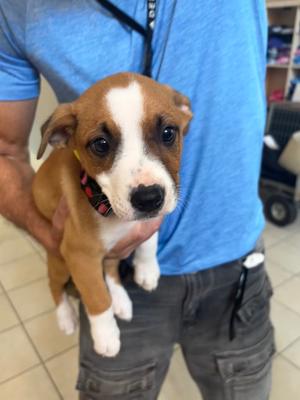 Joanie Sienna, Terrier, puppy, available for adoption