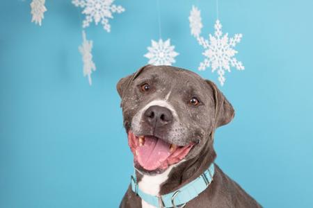A dog with snowflakes