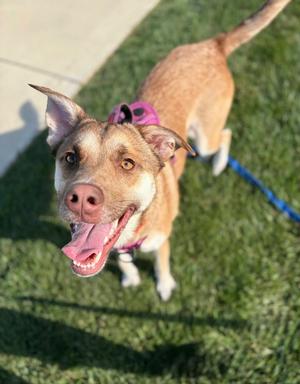 Sage, Husky/Mixed Breed, young, available for adoption