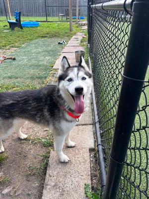Marlee, Husky, young, available for adoption