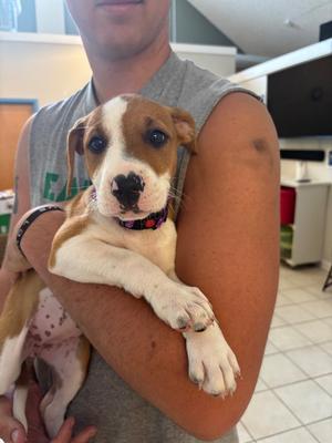 Stella, Terrier, puppy, available for adoption